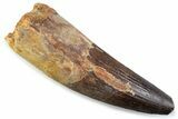 Real Spinosaurus Tooth - Robust Dinosaur Tooth #373973-1